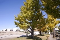 駒沢公園の紅葉
