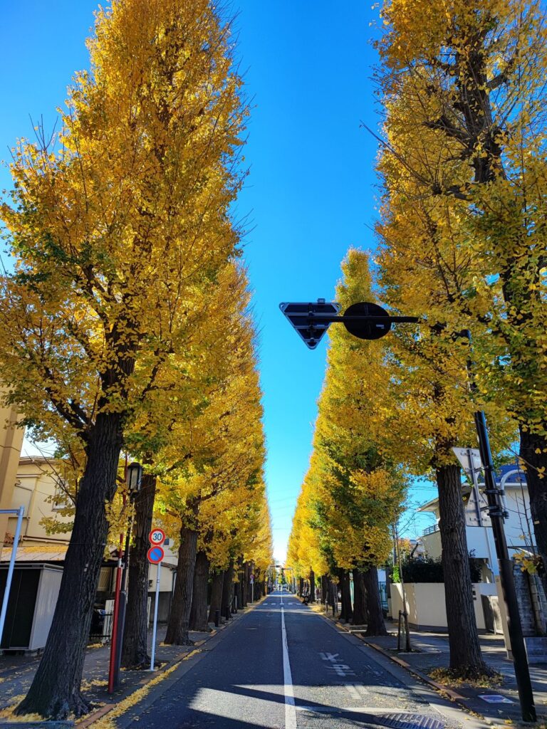 成城のイチョウ並木