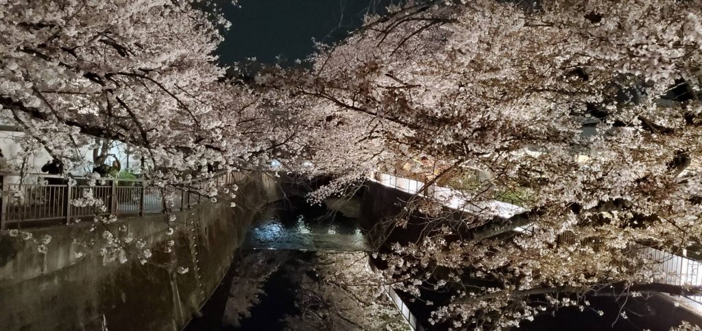 東宝スタジオの桜