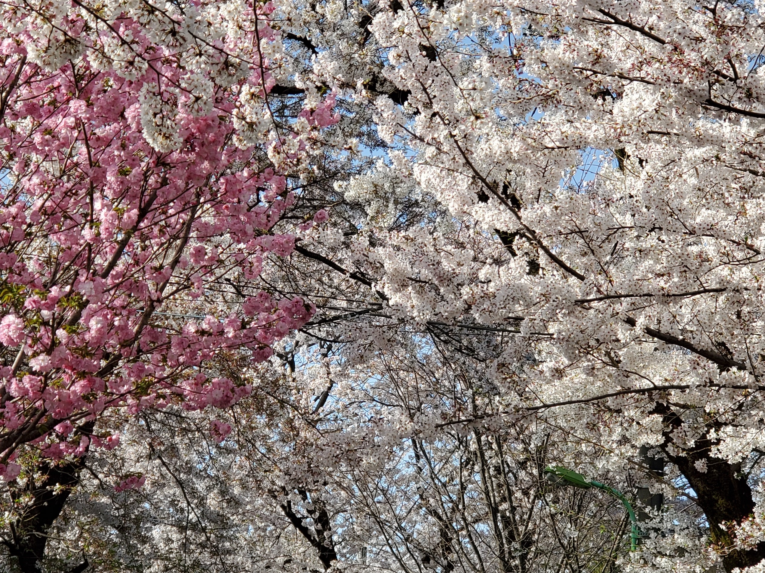 世田谷区のお花見スポット・桜の名所一覧 | 世田谷ガイド